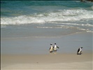 Hout Bay Penguins 4